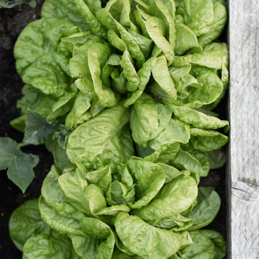 Salat im Hochbeet